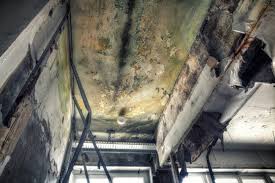 Best Industrial Mold Remediation  in Southgate, FL